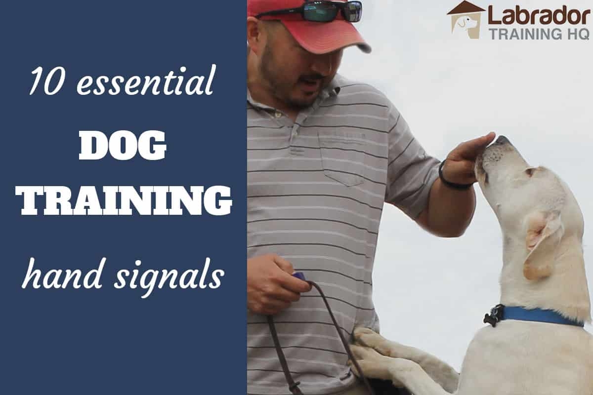 Akc Obedience Hand Signals Clearance