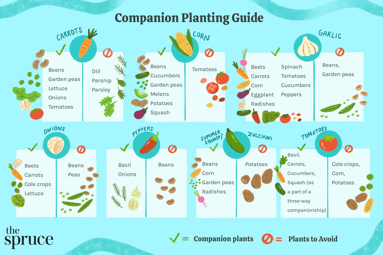 Companion Planting Chart And Guide For Vegetable Gardens