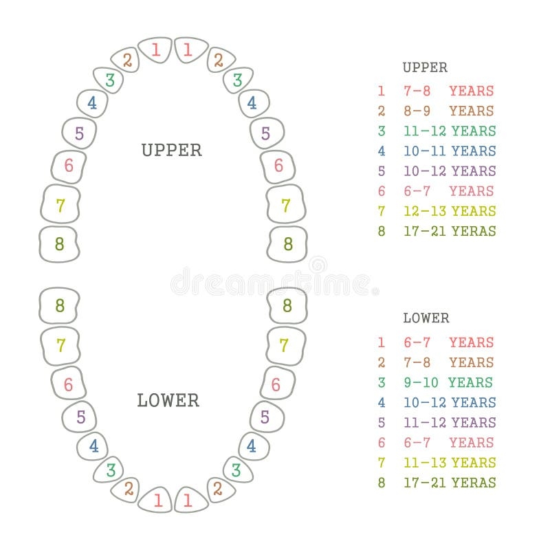 Dental Teeth Chart Stock Illustrations 1 092 Dental Teeth Chart Stock Illustrations Vectors Clipart Dreamstime