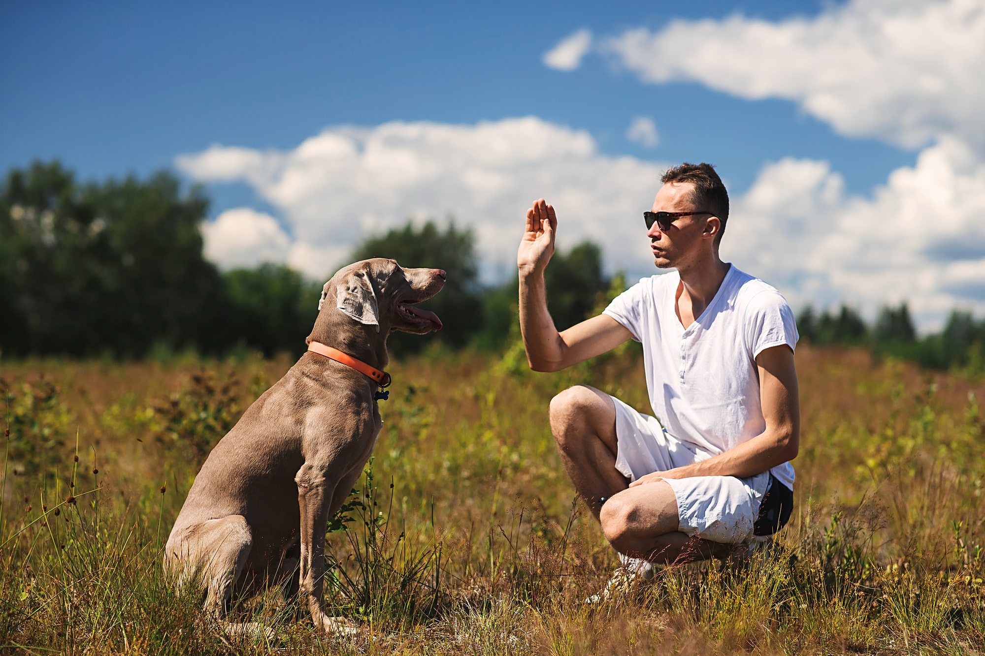 Dog Training Hand Signals To Teach Your Dog All Stage Canine Development