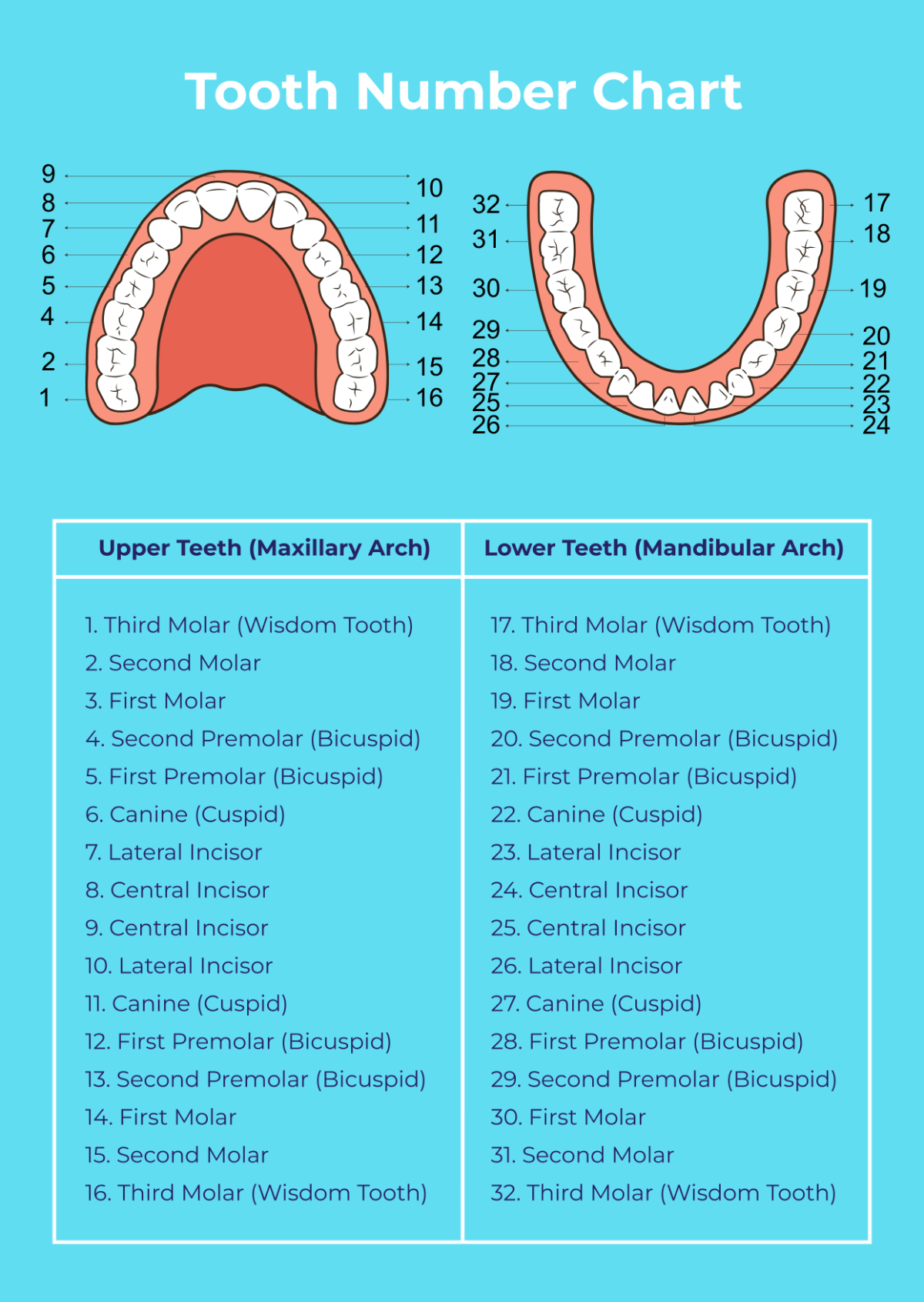 Free Printable Tooth Chart