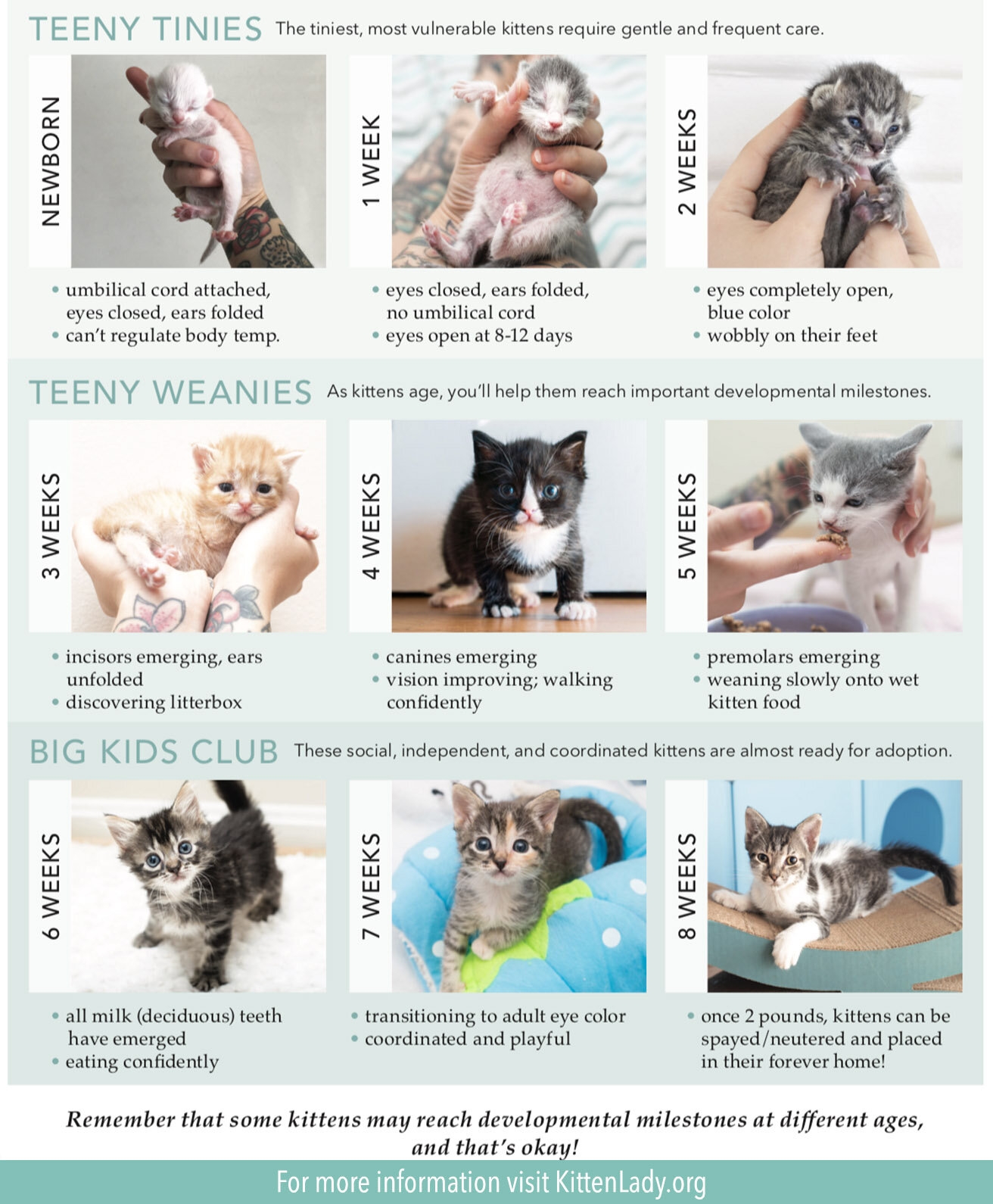 Kitten Feeding Hot Sale Chart Kitten Lady