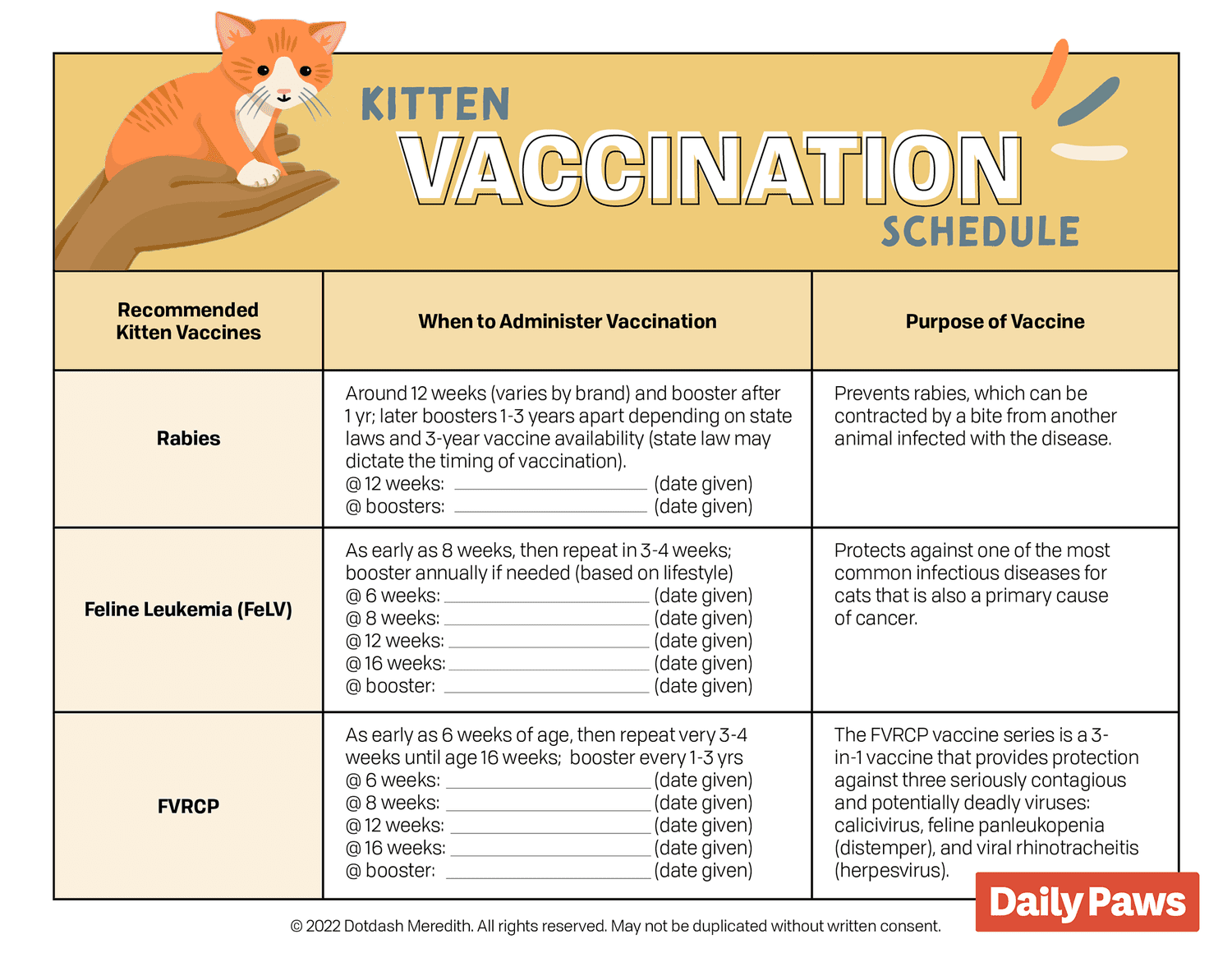 Kitten Formula Feeding Chart 2025