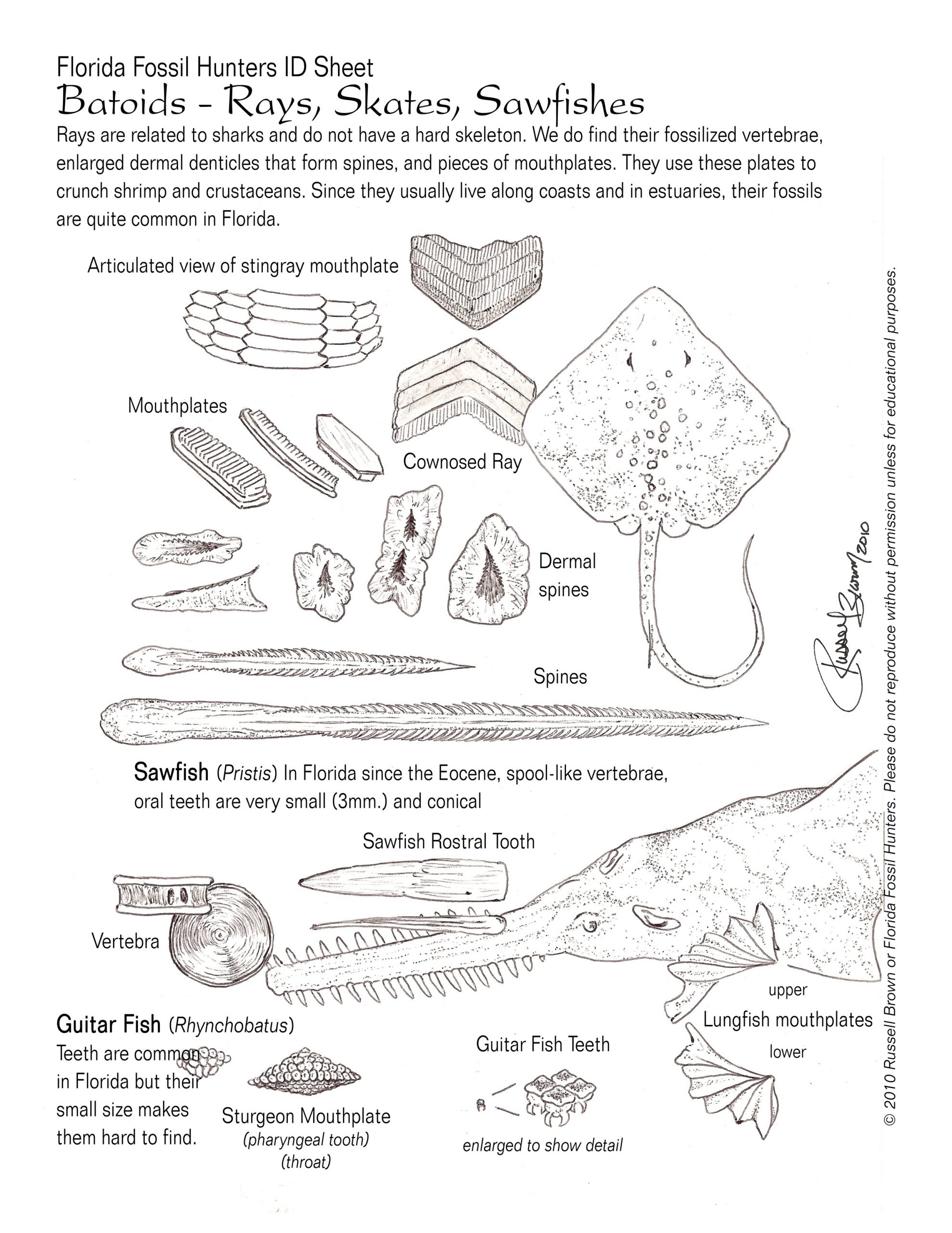Printable Fossil Identification Chart